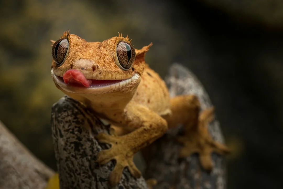 Leopard Gecko feeding log on CareTrack app with offline reptile care tracking